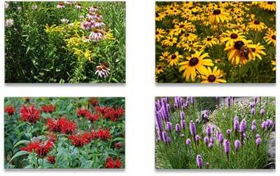 Resource Box Header NC Solar Farms Do Double Duty Helping Pollinators